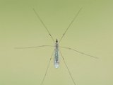 Natural History Crane Fly on Window by Ian McRae : gairloch raw, lps